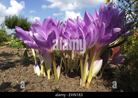 Crocus d'automne, Colchicum autumnale Banque D'Images