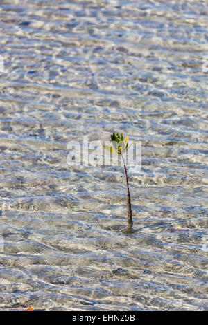 Plante de mangrove rouge, Cuba. Banque D'Images