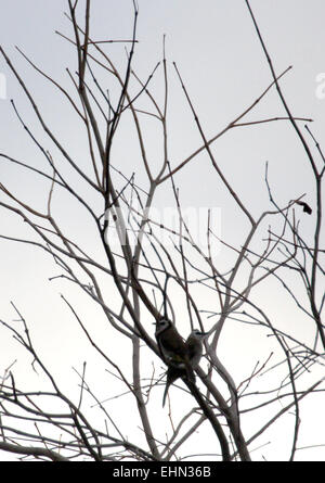 Bintan, Indonésie, Îles Riau. Mar 15, 2015. L'île de Bintan, INDONÉSIE - 16 Mars : jaune-Bulbul Goiavier ventilé (Pycnonotus) oiseaux vus à Tanjungpinang le 15 mars 2015 dans l'île de Bintan, Indonésie. L'Indonésie possède une diversité d'oiseaux, animaux, insectes, poissons. © Sijori Images/ZUMA/Alamy Fil Live News Banque D'Images