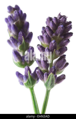 Deux fleurs de lavande close up sur fond blanc. Banque D'Images