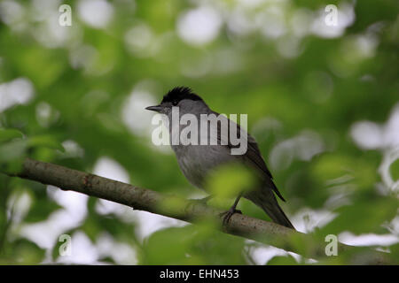 Sylvia atricapilla Blackcap, Banque D'Images