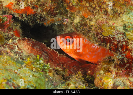 Heteropriacanthus cruentatus Glasseye (vivaneau) en se cachant dans un récif de corail - Roatan, Honduras Banque D'Images