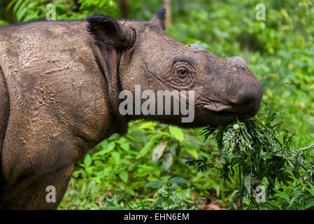 Andatu, le premier rhinocéros de Sumatra né en captivité en Indonésie. Banque D'Images