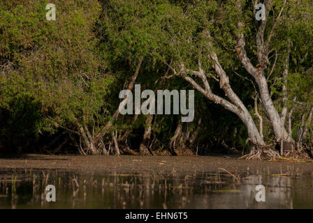 Eucalyptus (Melaleuca cajuputi) sur un lac marécageux d'eau douce appelé le lac Peto dans le Rote central, Rote Ndao, Nusa Tenggara est, Indonésie. Banque D'Images