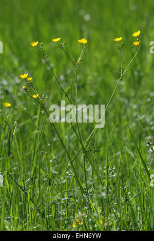 Tall Buttercup, Ranunculus acris Banque D'Images