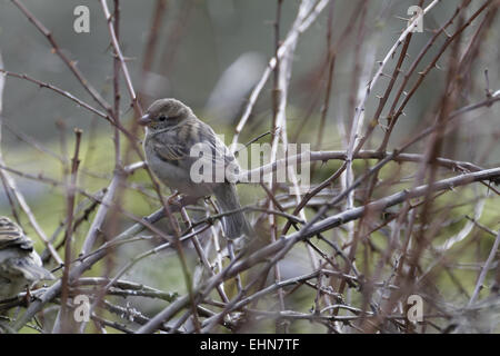 Moineau domestique Passer domesticus Banque D'Images