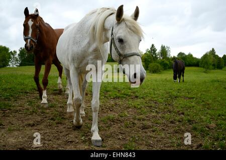 Chevaux qui broutent dans le pré Banque D'Images