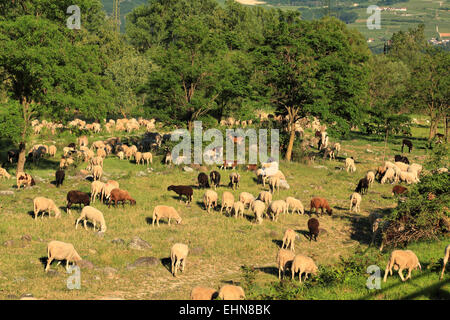 Troupeau de moutons dans les Alpes italiennes. Banque D'Images