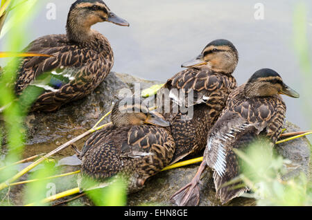 Close-up of female mallard (Anas platyrhynchos) assis sur une pierre dans la Saône, Chalon-safe-Saône, Bourgogne, France. Banque D'Images