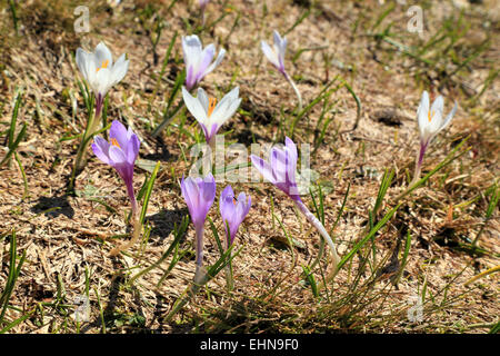 Fleurs de crocus (Crocus vernus), de Seiser Alm / Alpe di Siusi Banque D'Images