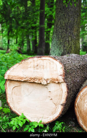 Pile d'arbres fraîchement coupés dans une forêt Banque D'Images