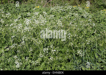 Cow parsley, Anthriscus sylvestris Banque D'Images