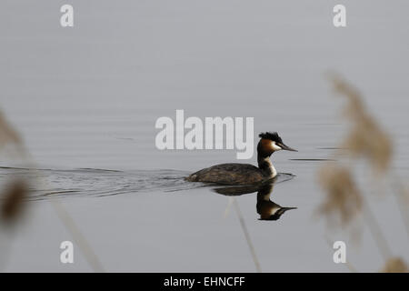 Beaucoup de grèbes huppés, Podiceps cristatus, Banque D'Images