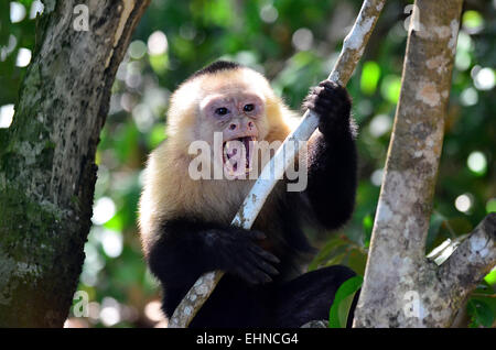 Monkey au Costa Rica Banque D'Images