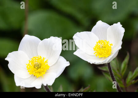 Pasqueflower alpin Banque D'Images