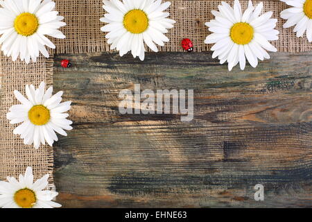 Marguerites sur la bande de jute. Banque D'Images