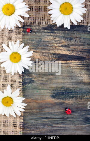 Coccinelle et daisy sur la bande de jute. Banque D'Images