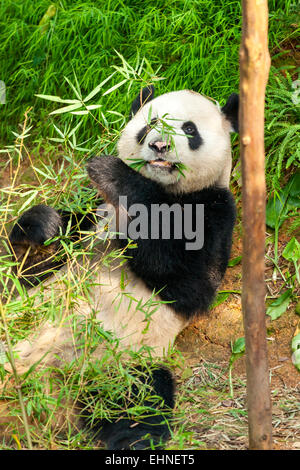 Ours panda bambou géant de l'alimentation. Banque D'Images