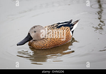 Canard souchet Anas platalea rouge canard sur un lac à Slimbridge Wildfowl reserve dans le Gloucestershire UK Banque D'Images