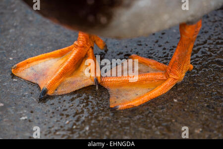 Les pieds palmés orange d'un canard mallard drake Banque D'Images