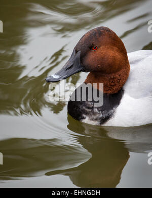 Le morillon Aythya valsineria drake portrait - Slimbridge Gloucestershire UK Banque D'Images