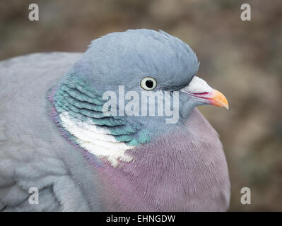 Close up portrait of a Pigeon ramier Columba palumbus par une froide journée d'hiver Banque D'Images