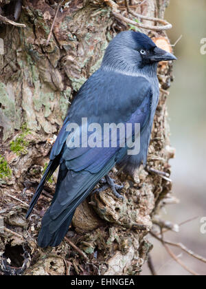 Corvus monedula choucas sur le tronc d'un saule UK Banque D'Images