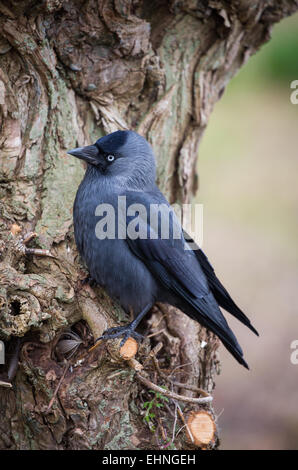 Corvus monedula choucas sur le tronc d'un saule UK Banque D'Images