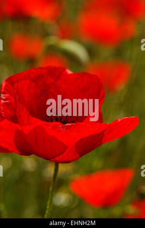 Couleur rouge énorme champ de coquelicots Banque D'Images