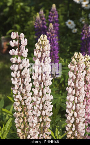 Lupinus Banque D'Images