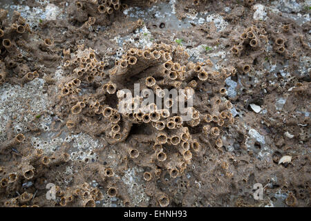 Les tubes de sable du ver en nid d'Sabellaria alveolata sur les rochers de la péninsule de Gower, dans le sud du Pays de Galles UK Banque D'Images