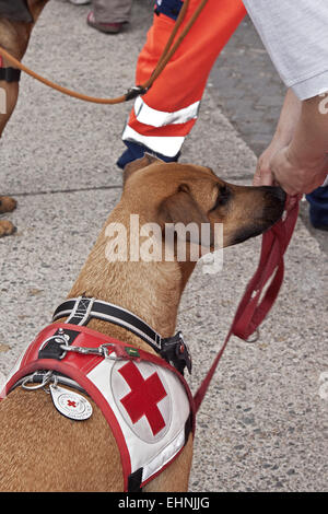 Chiens de sauvetage Banque D'Images