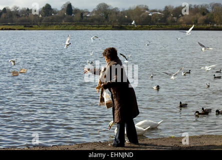 Woman feeding ducks sur un lac Banque D'Images