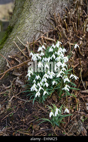 Perce-neige Galanthus nivalis développe à la base d'un arbre dans un cimetière anglais UK Banque D'Images