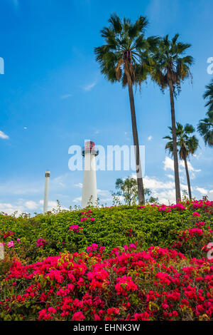 Fleurs, palmiers, et de Long Beach, Phare du Port de Long Beach, en Californie. Banque D'Images