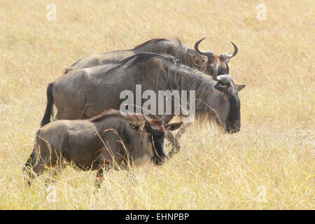 Petit groupe de gnous bleus, Connochaetes taurinus, le pâturage dans le Parc National de Serengeti, Tanzanie Banque D'Images