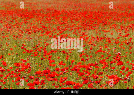 Couleur rouge énorme champ de coquelicots Banque D'Images