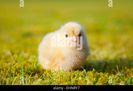 Mignon petit poussin sur pré vert Banque D'Images