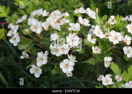 Crataegus monogyna Aubépine commune, Banque D'Images