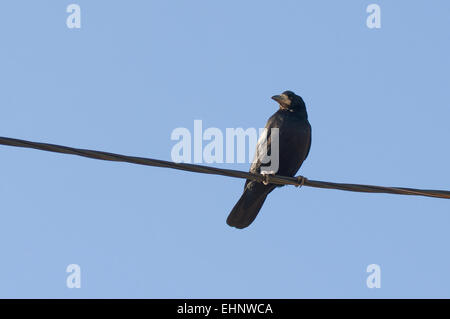 Raven mignon assis sur le fil et à plus de voisinage Banque D'Images