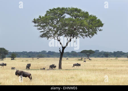 Un petit groupe de gnous bleus, Connochaetes taurinus, pâturage en mouvement autour d'un acacia dans le Parc National du Serengeti, Tanza Banque D'Images