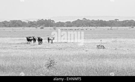 Un petit troupeau de gnous bleus, Connochaetes taurinus, le pâturage dans le Parc National de Serengeti, Tanzanie. Image en noir et blanc. Banque D'Images