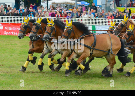 Chevaux de course en Allemagne Banque D'Images