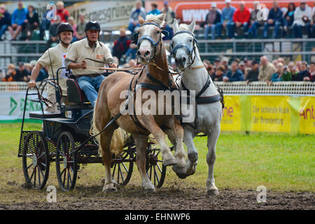 Chevaux de course en Allemagne Banque D'Images