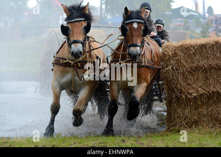 Chevaux de course en Allemagne Banque D'Images