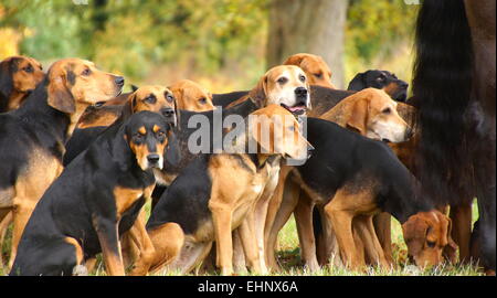 Faites glisser un paquet de chiens attendent patiemment pour le off au Manoir Rockley, Wiltshire Banque D'Images