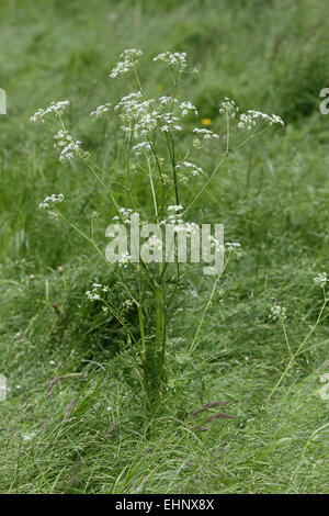 Cow parsley, Anthriscus sylvestris Banque D'Images