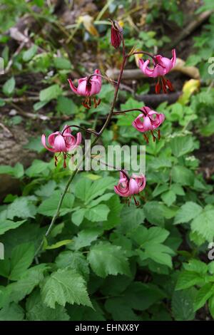 Lilium martagon, Turk's cap lily Banque D'Images