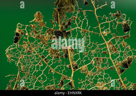 Le hêtre / hêtre commun (Fagus sylvatica) feuille squelette montrant des veines restantes du xylème / / système vasculaire Banque D'Images