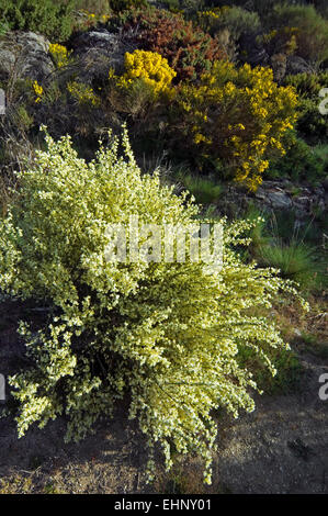 Bridal Veil broom (Retama monosperma) bush originaire d'Espagne et d'Afrique du Nord Banque D'Images